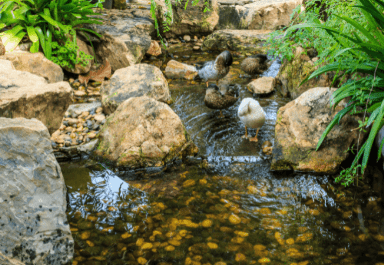Backyard duck pond idea