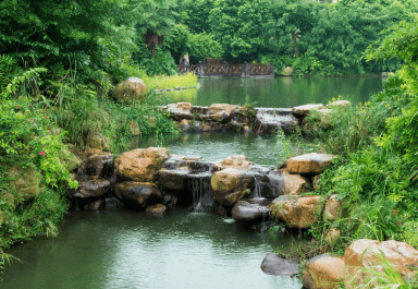 Backyard large pond idea