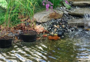 Backyard swimming pond idea