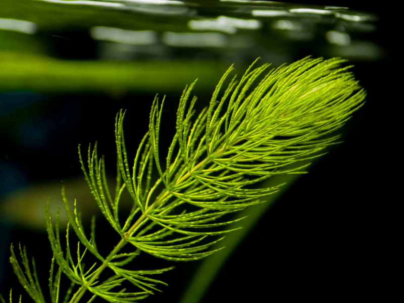 hornwort - oxygenating pond plant