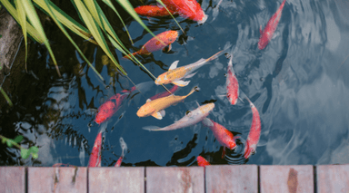 Best Pond Fish Guide