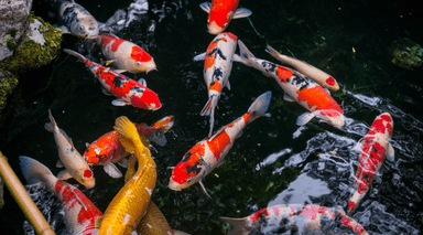 Koi Pond Guide