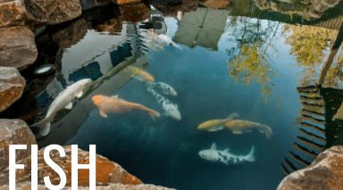 pond fish resource guide