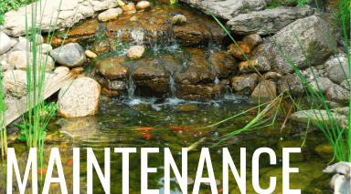 pond maintenance articles