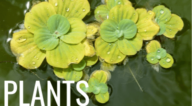 pond plant guide