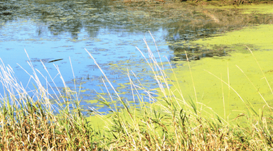 Pond Scum Guide