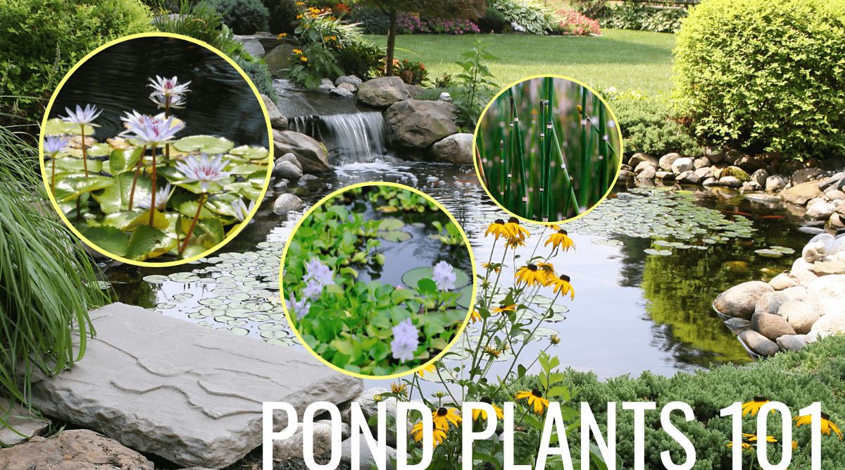 Aquatic Plants