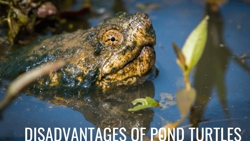 When turtles can become a problem in a pond