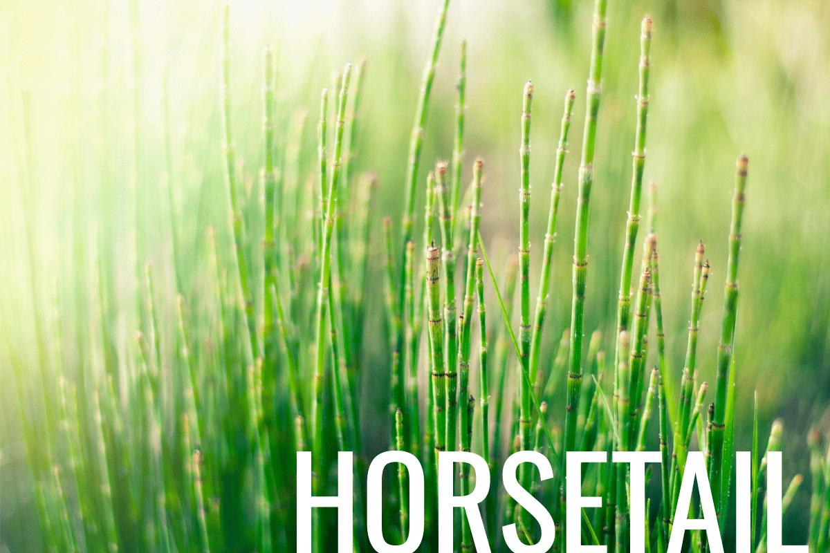 How to Plant Horsetail in a Pond