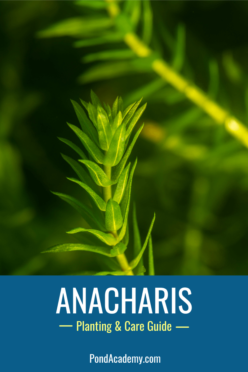 How to plant anacharis in a pond