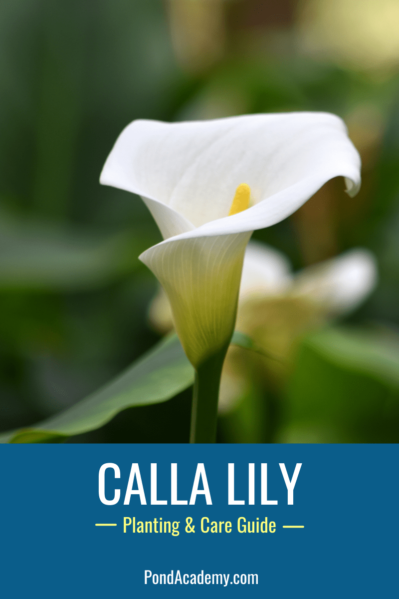 Calla lily growing beside a pond