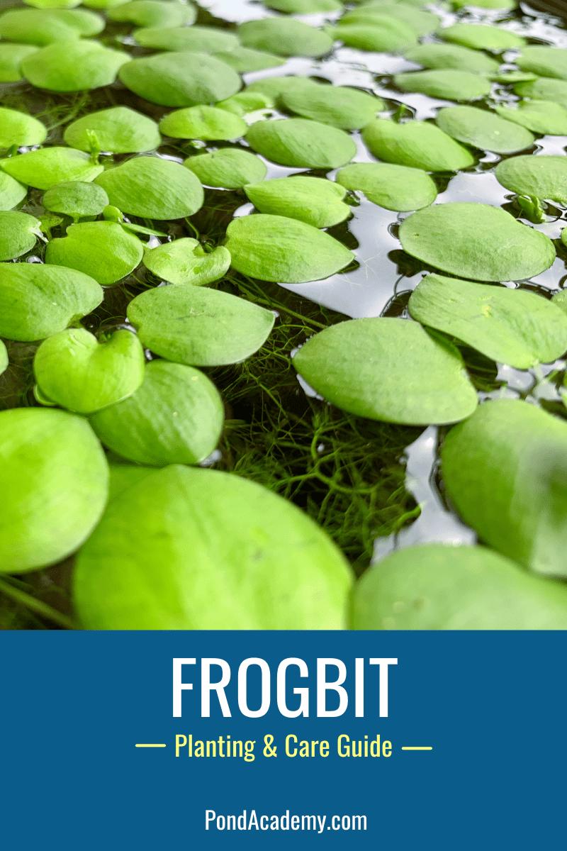 Frogbit floating in a pond