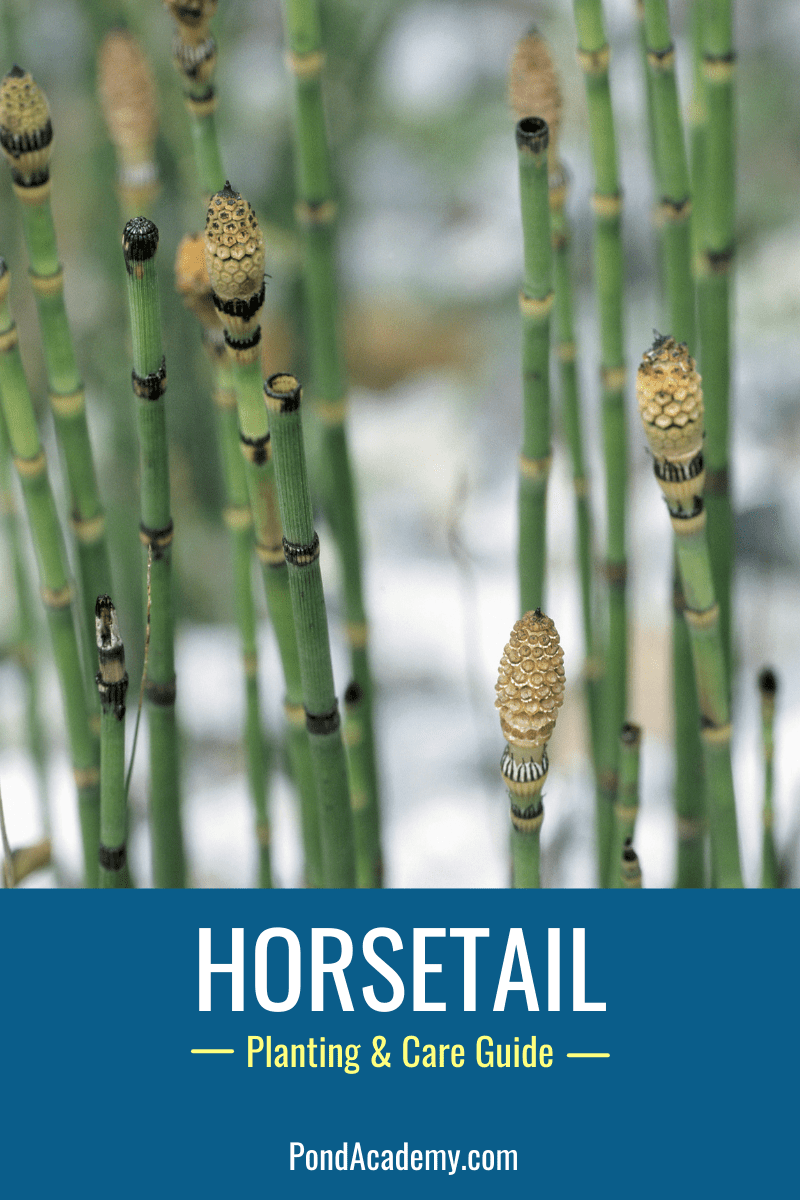 Horsetail growing at the edge of a pond
