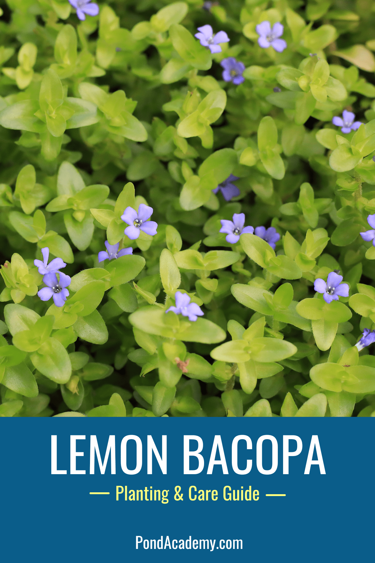 how to plant lemon bacopa in a pond