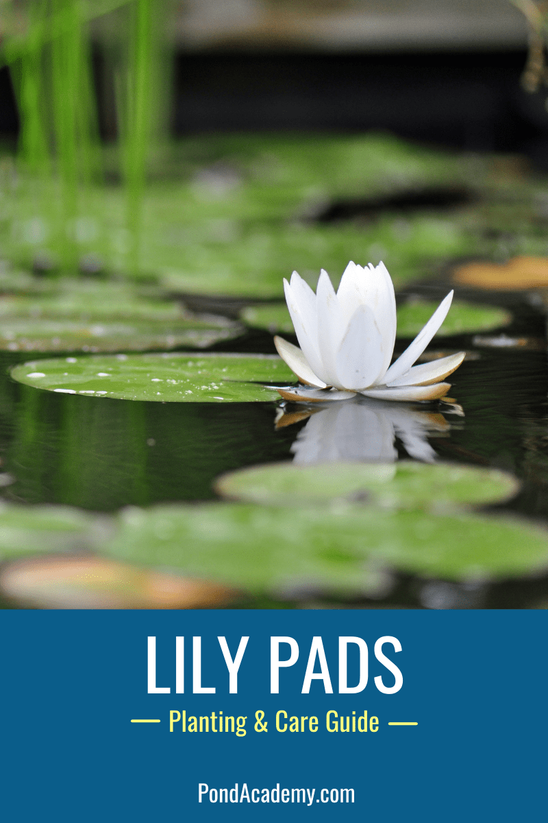 Water lily pads floating in a pond