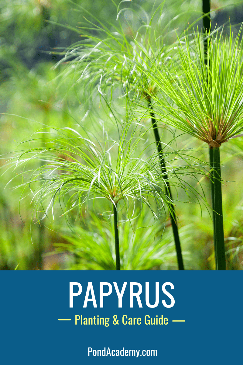 Papyrus growing at the edge of a pond