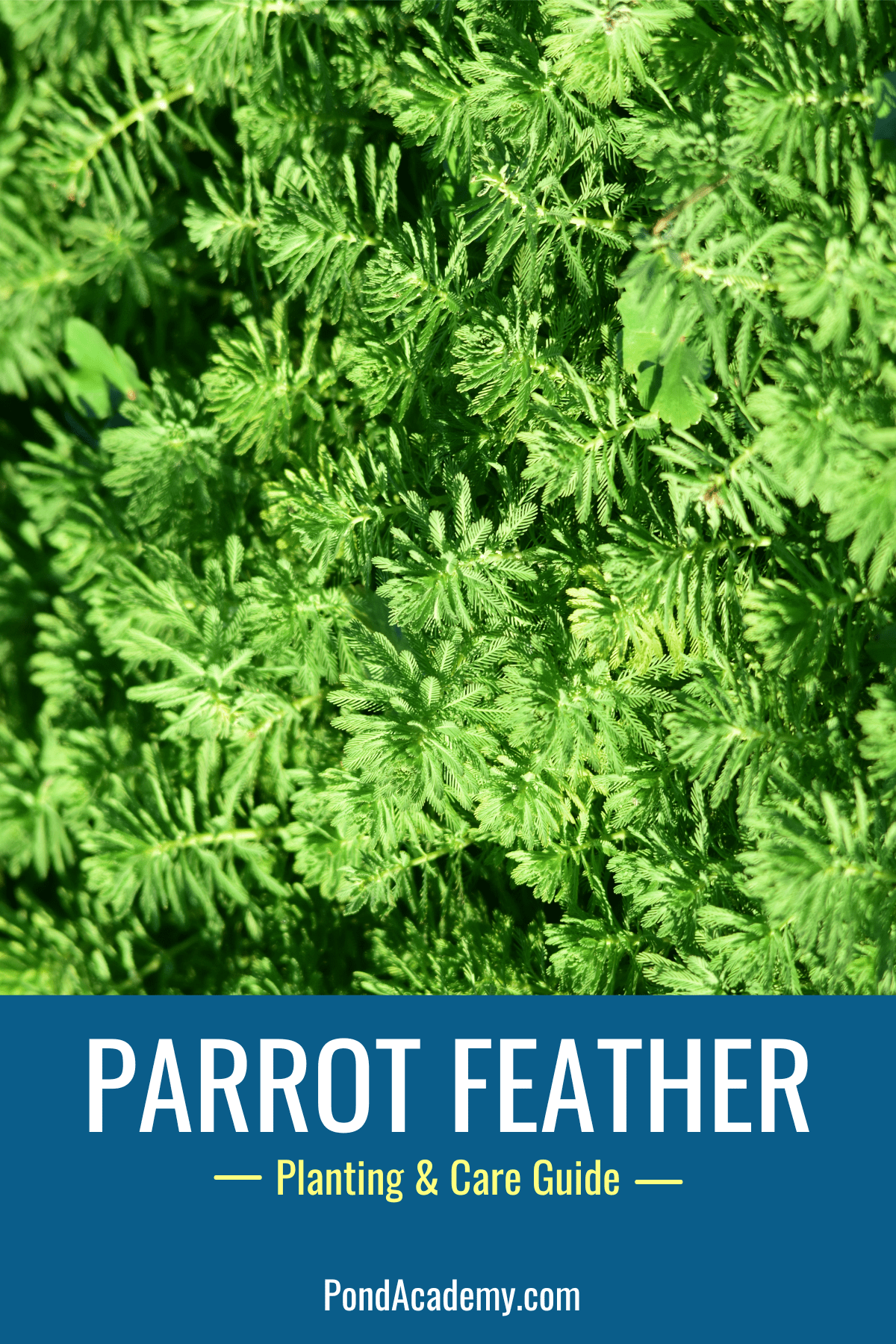how to plant parrot feather in a pond