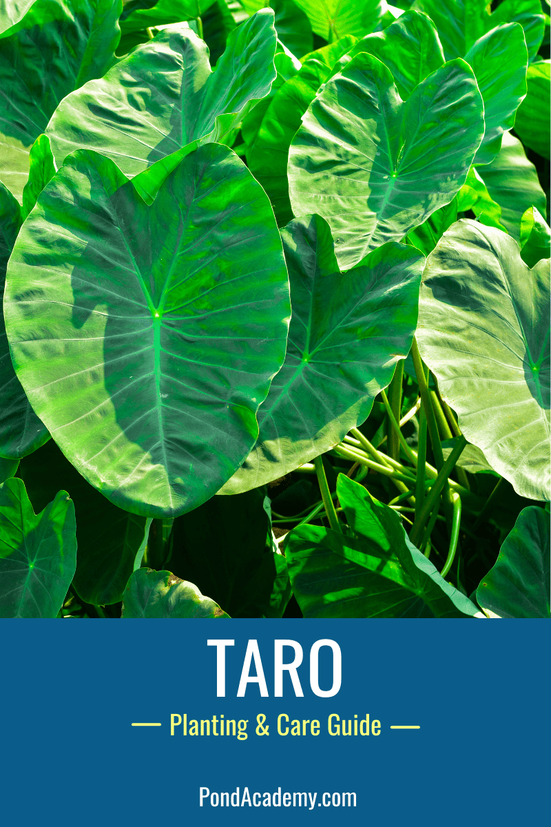 Taro growing beside a pond