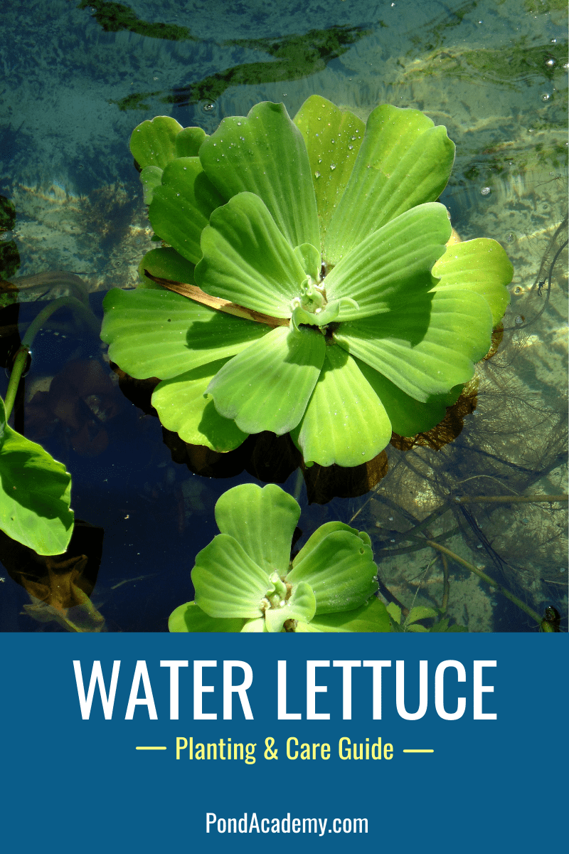 Water lettuce floating in a pond