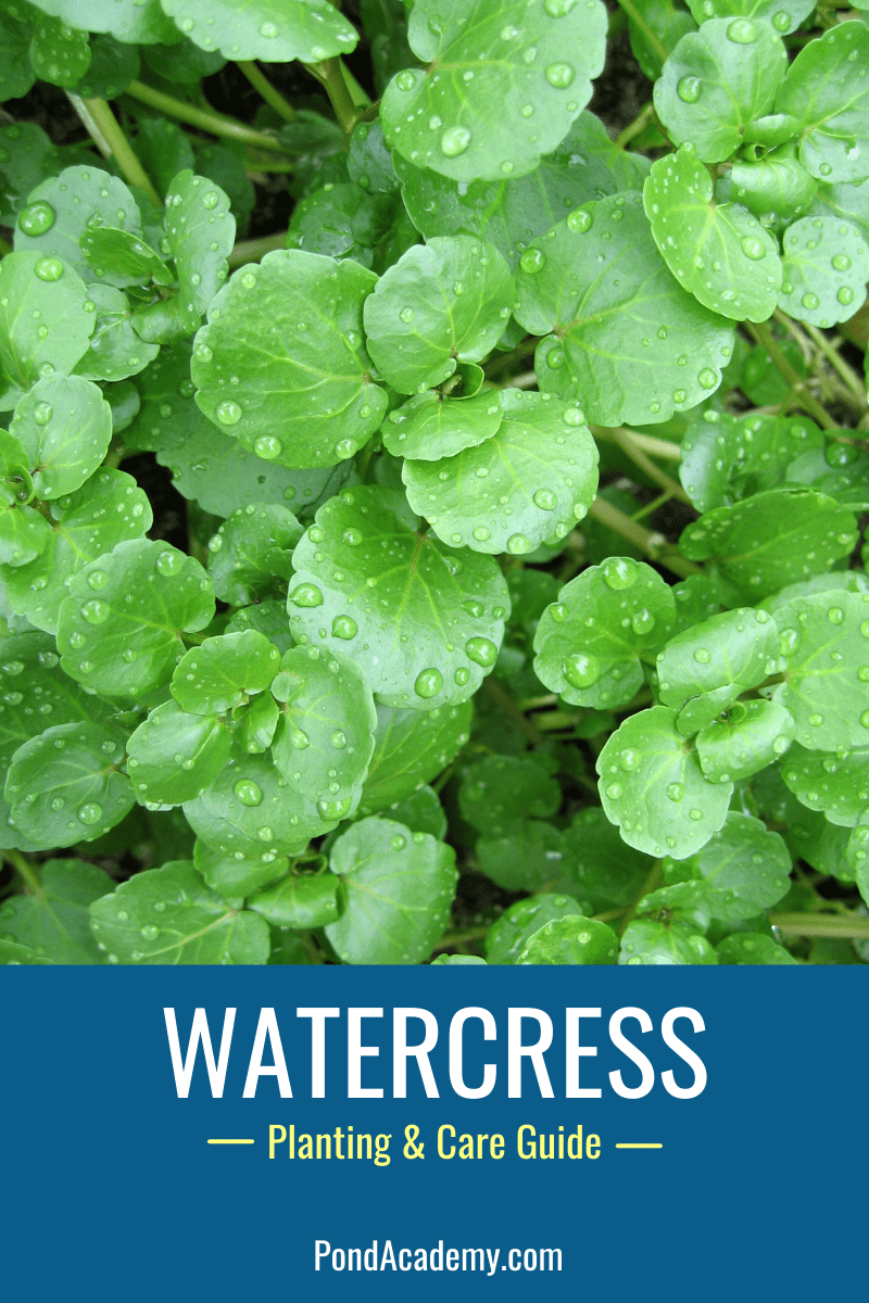 Watercress growing in shallow pond water