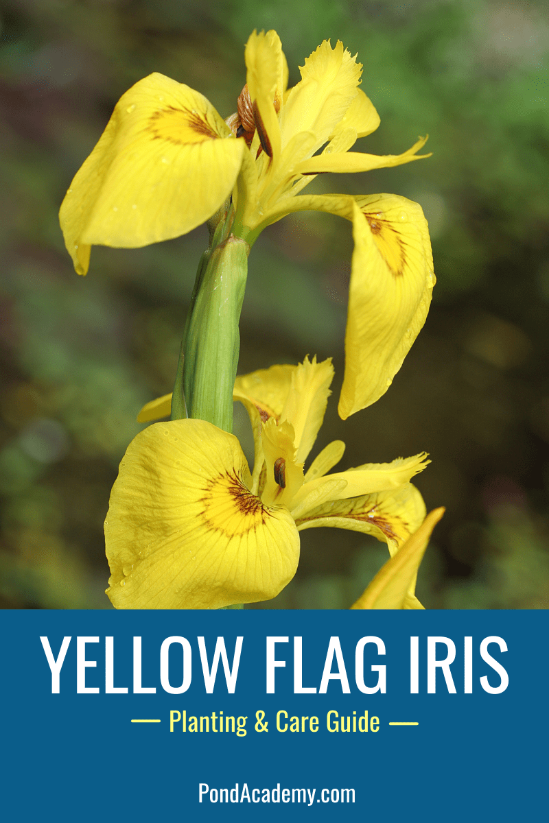 Yellow flag iris growing at the edge of a pond