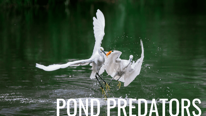 Common predators that may visit a backyard fish pond