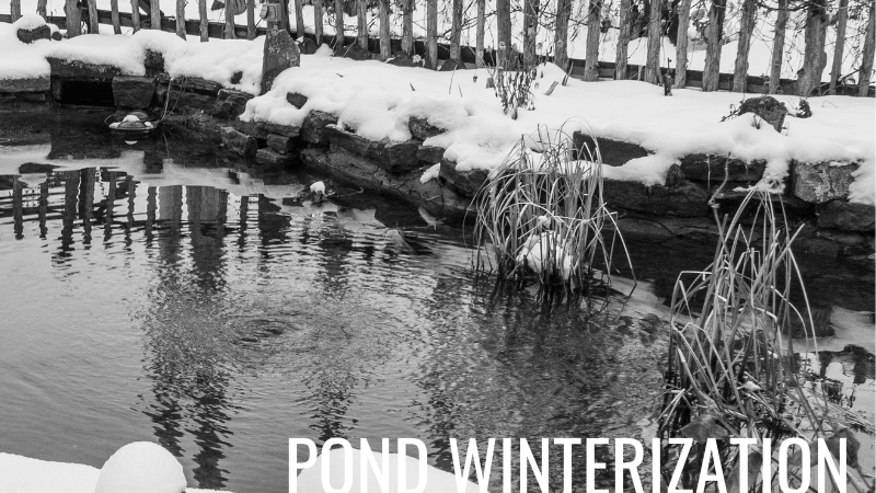 How to winterize a pond