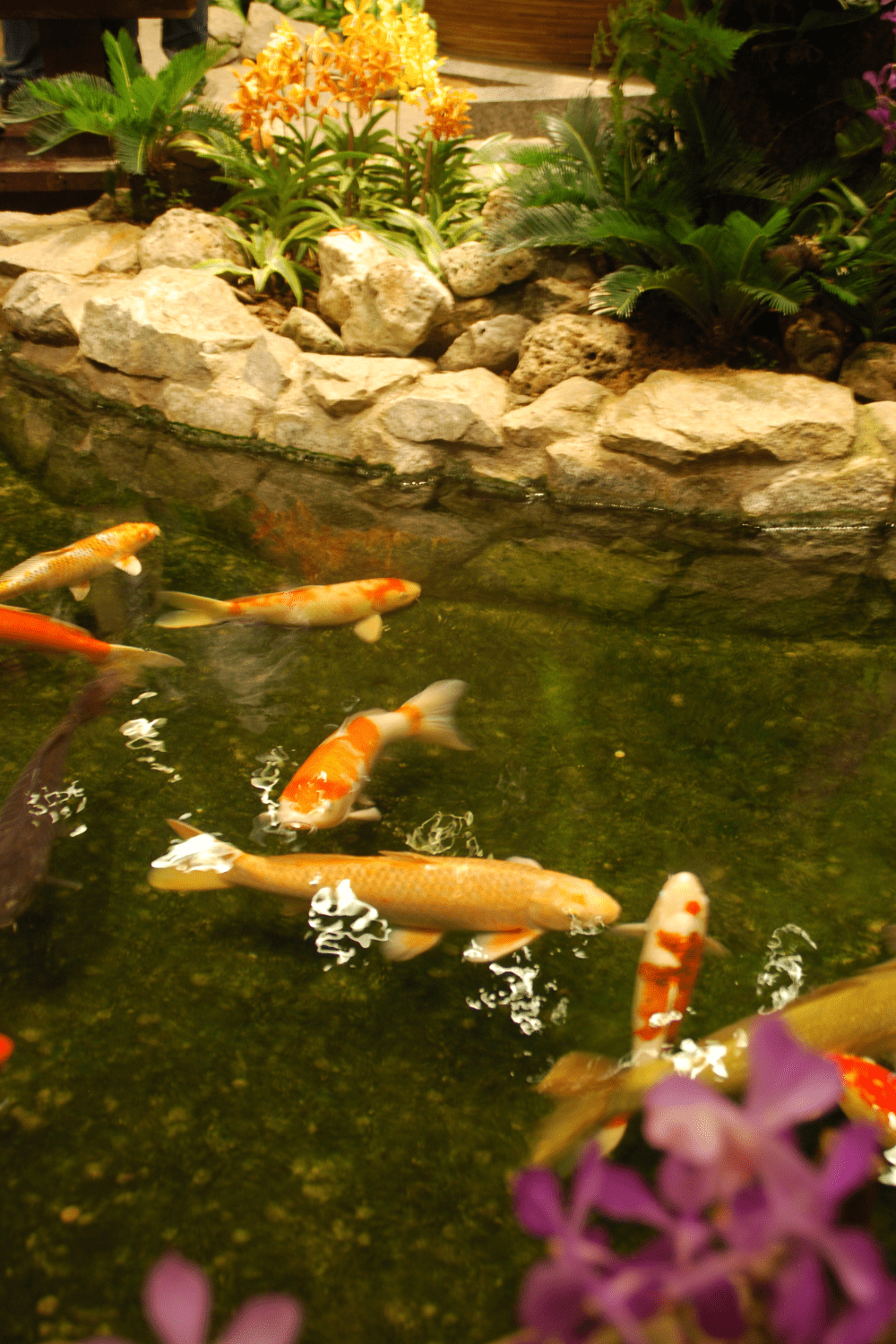 Indoor pond idea 11