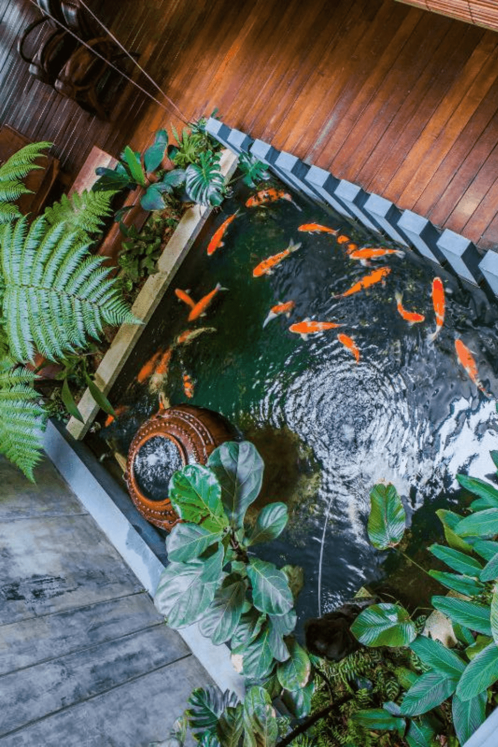Indoor pond idea 6