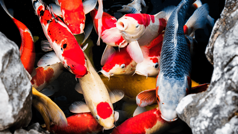 Colorful Japanese koi swimming in a clear pond