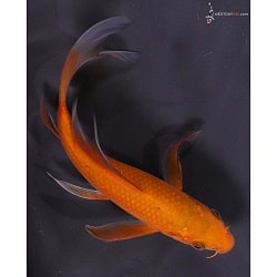 Chagoi Koi