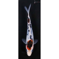 Goromo Koi
