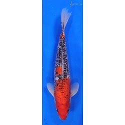 Goshiki Koi