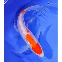 Kohaku Koi
