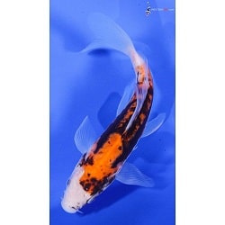 Kumonryu Koi