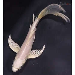 Ogon Koi