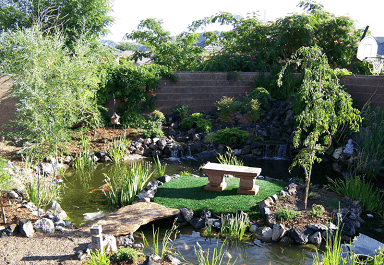 Koi pond