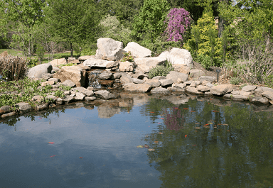 Koi pond