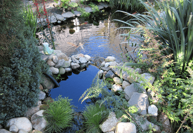 Koi pond