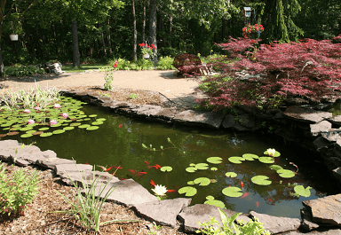 Koi pond