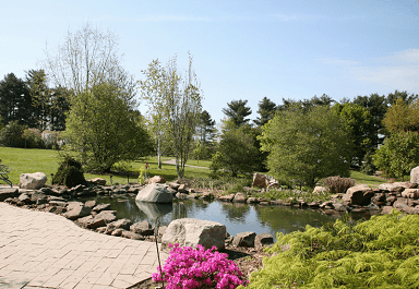 Koi pond