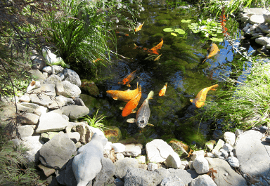 Koi pond