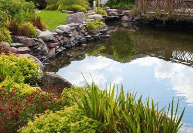 Koi Pond