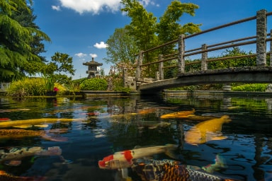 Koi Pond
