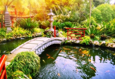 Koi Pond