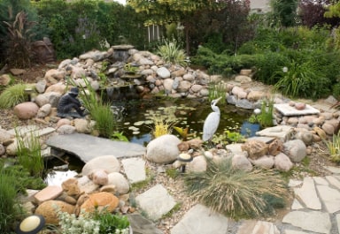 Koi Pond