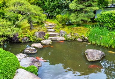 Koi Pond