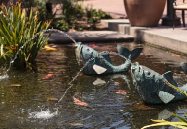 Koi Pond