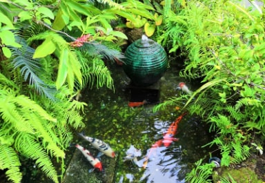 Koi Pond