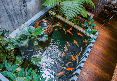 Koi pond